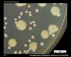 pseudomonas and enterococcus